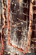 Galleries of adults (vertical) and larvae (horizontal) of Jeffrey pine beetle