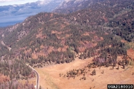 Pines killed by Jeffrey pine beetle near Lake Tahoe, California