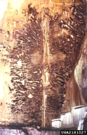 Oviposition (vertical) and larval (horizontal) galleries of spruce beetle etched in wood under bark of spruce tree