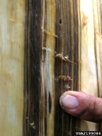 Dark staining of the vascular tissue is a sign of the fungus associated with the redbay ambrosia beetle