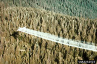 Aerial pesticide applications to large areas damaged by spruce budworm