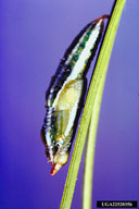 Pupa of pine butterfly