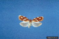 Adults (two forms with different color patterns) of the sugar pine tortrix