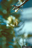 Young larva of spruce budworm, hanging from thread preparing for dispersal by wind