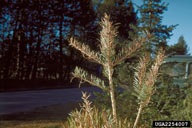 Damage to Douglas-fir from Douglas-fir needle midge