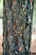 Pitch tubes of western pine beetle