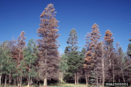 White fir killed by the fir engraver