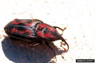 Adult of giant palm weevil