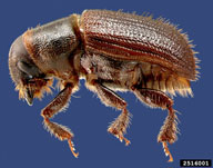 Adult of black turpentine beetle