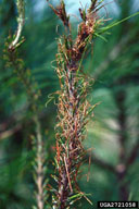 Characteristic straw damage caused by red-headed pine sawfly larvae