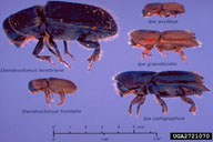 Comparative size of southern pine engraver relative to other southern pine bark beetles