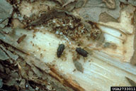 Eggs of black turpentine beetle (white, above beetle on left)