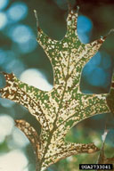 Leaf damage from larval feeding of oak skeletonizer