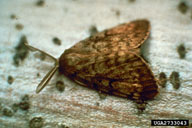 Male European gypsy moth; note brown wings and feather-like antennae