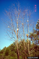 Webs of eastern tent caterpillar on defoliated trees