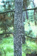 An infestation of pine bark adelgid on the trunk of eastern white pine