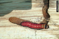 Larvae of carpenterworm