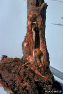 Larvae of cottonwood borer in root of eastern cottonwood stem of young tree