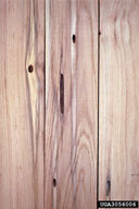 Defects in milled wood from carpenterworm tunnels and staining