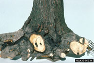 Galleries of persimmon borer larvae in roots of host tree