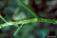 Frass tubes at cottonwood twig borer entrance holes are a sign of this pest's presence