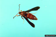 Adult of poplar clearwing borer