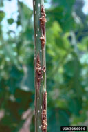 Frass being expelled from larval tunnels of poplar clearwing borer