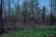 Eastern cottonwood trees broken due to tunneling of poplar borer