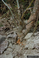 Damage from cottonwood borer at base of cottonwood rootstocks