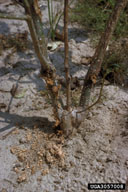 Damage from cottonwood borer at base of cottonwood rootstocks