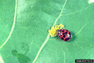 Eggs of cottonwood leaf beetle are preyed on by many generalist predators