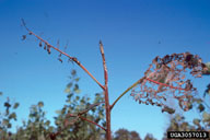 Damage to eastern cottonwood terminal from cottonwood leaf beetle