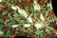 Oak skeletonizer cocoons attached to leaf veins