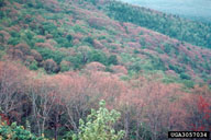 Forest in Mena, Arizona partially defoliated by the walkingstick