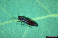Adult of twolined chestnut borer showing the two golden stripes along the back