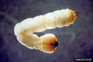 Close up of larva showing the two projections from the rear end of the body