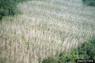 Stand of eastern cottonwood defoliated by poplar tentmaker