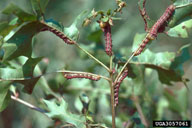 A group of pinkstriped oakworm caterpillars defoliating an oak branch