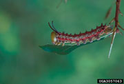 Close up of pinkstriped oakworm larva