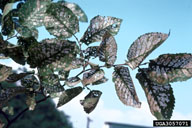 Elm leaves skeletonized by elm leaf beetle larvae