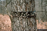 Tree trunk with band trap to catch female spring cankerworms as they crawl up trees