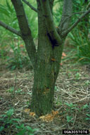 Cracks, frass at base of tree, and emergence holes are signs of of locust borer activity