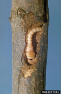 Mature larva of flatheaded apple borer