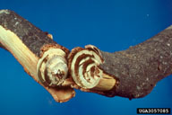 Distinctive spiraling pattern of larval galleries of hickory spiral borer