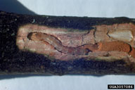 Larva of hickory spiral borer