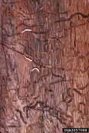 Larvae of twolined chestnut borer in galleries
