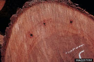 Larval tunnels of pecan carpenterworm seen in cross section in a log