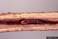 Larva of pecan carpenterworm