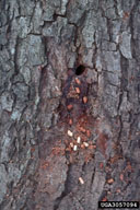 Frass pellets and staining below the tunnel opening of the pecan carpenterworm