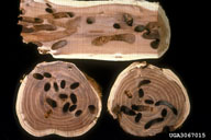 Locust borer larval galleries seen in cross and lateral sections
